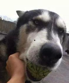 吃瓜狗狗能吃不,吃瓜狗狗的美食冒险之旅