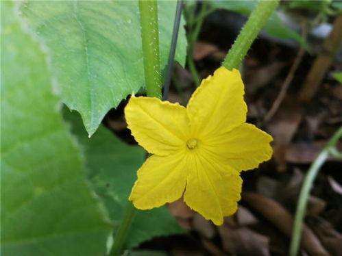 青瓜种植多久有瓜吃,从播种到收获，见证成长之旅