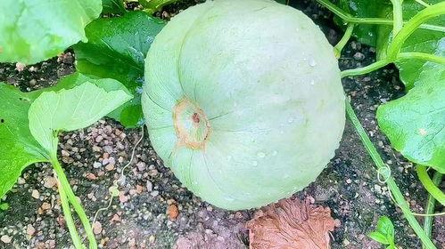 吃瓜生长脂肪吗,吃瓜真的能长胖？揭秘瓜类食物的脂肪秘密